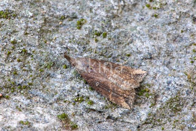 Hopsnuituil (Hypena rostralis)