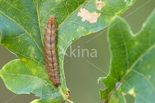 Small Fan-foot (Herminia grisealis)