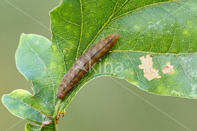 Small Fan-foot (Herminia grisealis)