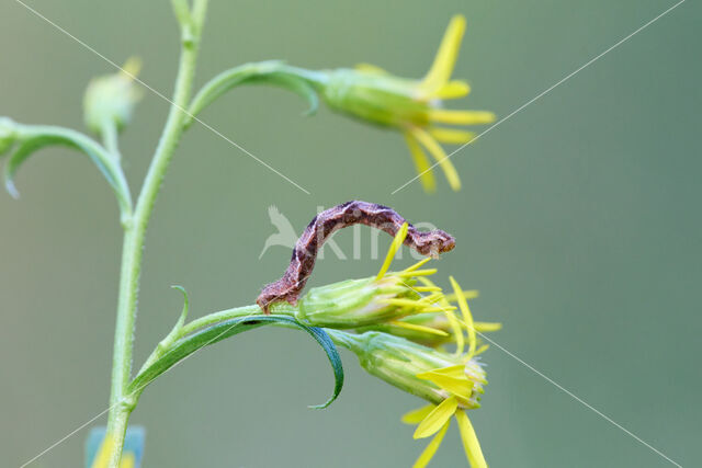 Guldenroededwergspanner (Eupithecia virgaureata)