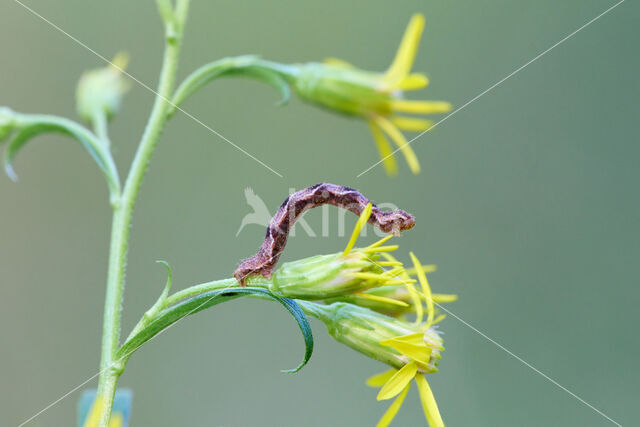 Golden-rod Pug (Eupithecia virgaureata)