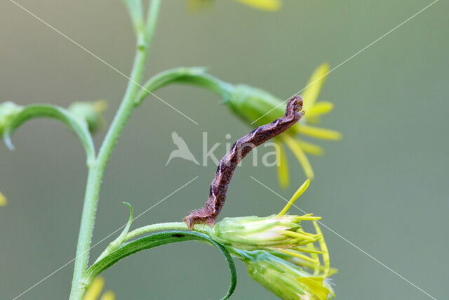 Golden-rod Pug (Eupithecia virgaureata)