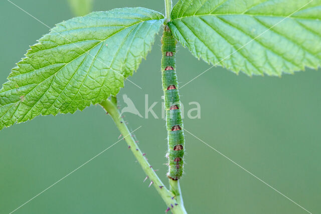 Brummelspanner (Mesoleuca albicillata)