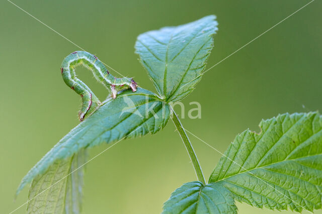 Brummelspanner (Mesoleuca albicillata)