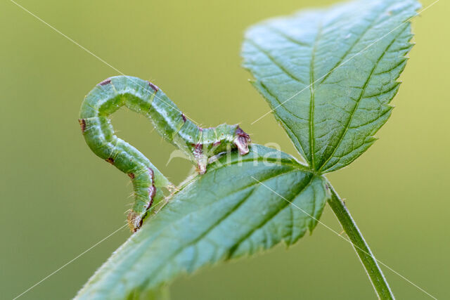 Brummelspanner (Mesoleuca albicillata)