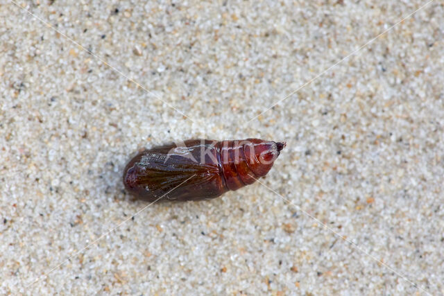 Herculesje (Selenia dentaria)