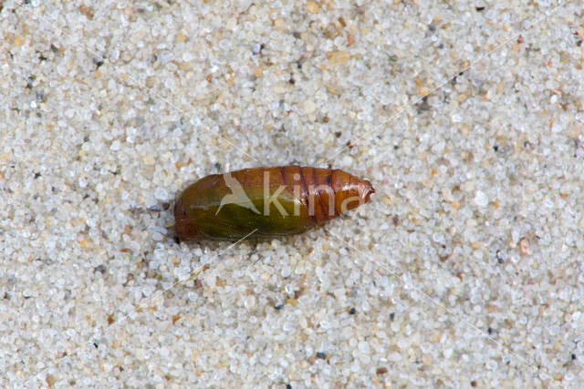 Shining Marbled (Pseudeustrotia candidula)