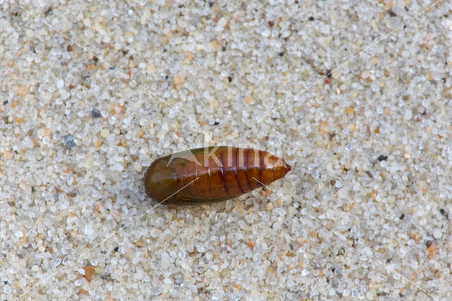 Glanzende marmeruil (Pseudeustrotia candidula)