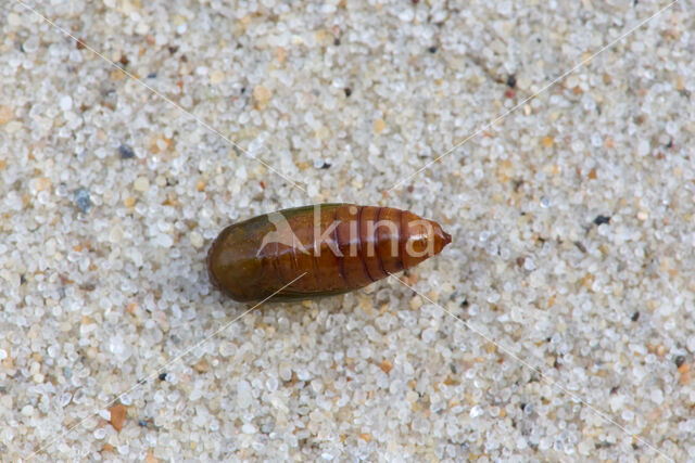 Shining Marbled (Pseudeustrotia candidula)