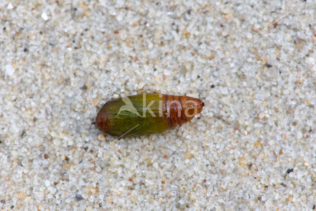 Shining Marbled (Pseudeustrotia candidula)