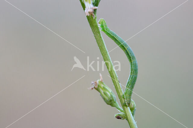 Ganzenvoetdwergspanner (Eupithecia sinuosaria)