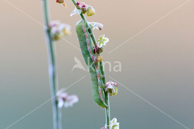 Spurrie-uil (Discestra trifolii)