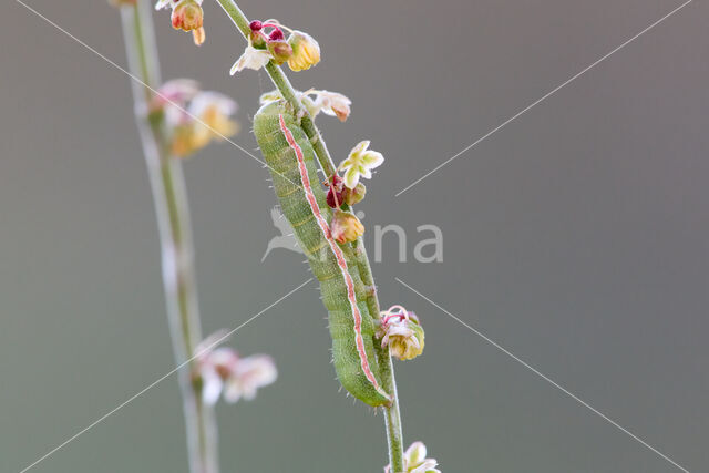 Spurrie-uil (Discestra trifolii)