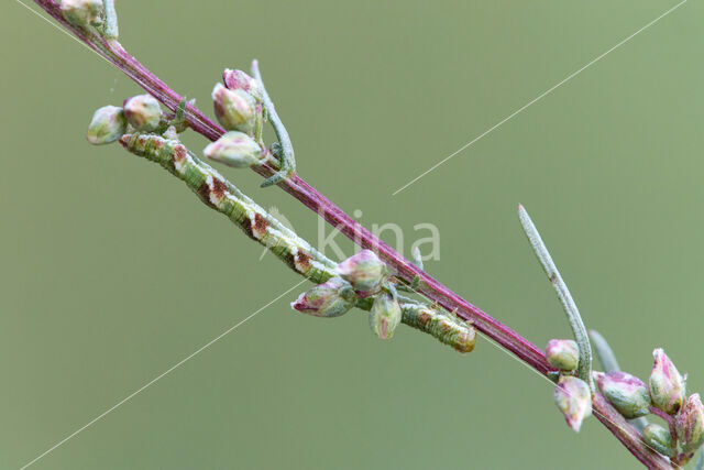 Bijvoetdwergspanner (Eupithecia innotata)