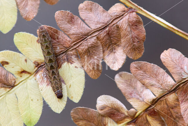 Schaduwsnuituil (Herminia tarsicrinalis)