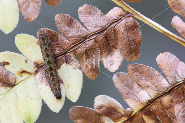 Schaduwsnuituil (Herminia tarsicrinalis)