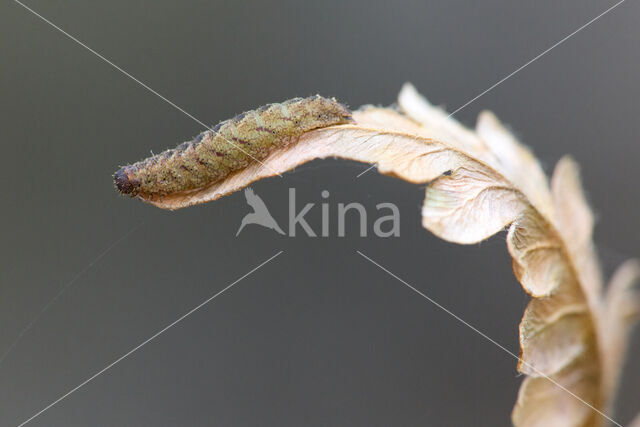 Shaded Fan-foot (Herminia tarsicrinalis)