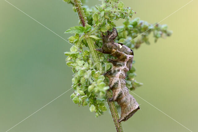 Dark Spectacle (Abrostola triplasia)