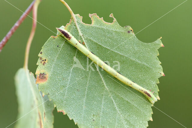 Kleine wortelhoutspanner (Electrophaes corylata)