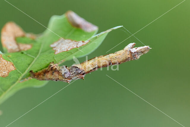 Herculesje (Selenia dentaria)