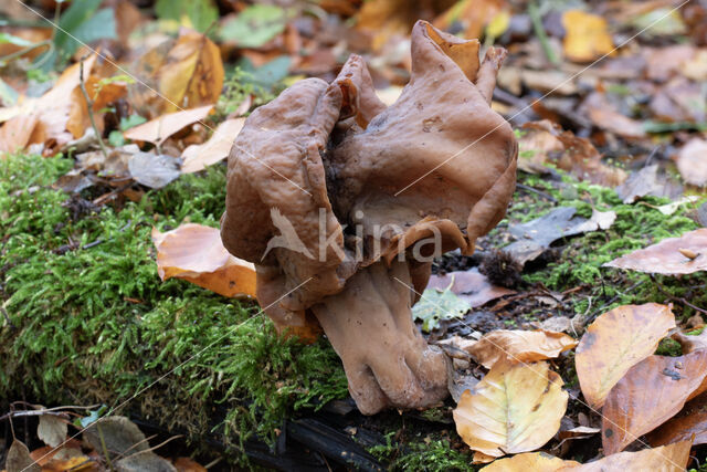 Gyromitra infula