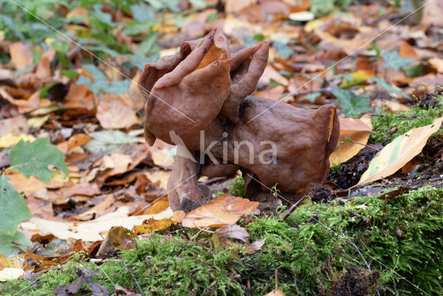 Gyromitra infula