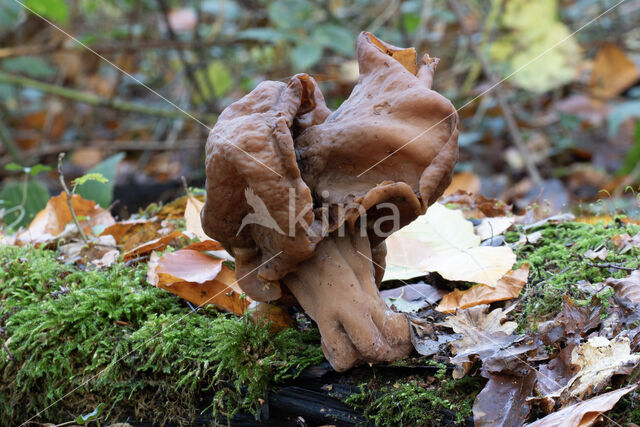 Gyromitra infula