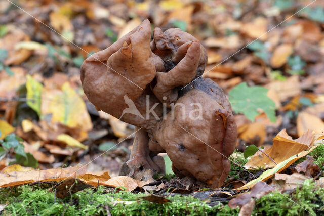 Gyromitra infula