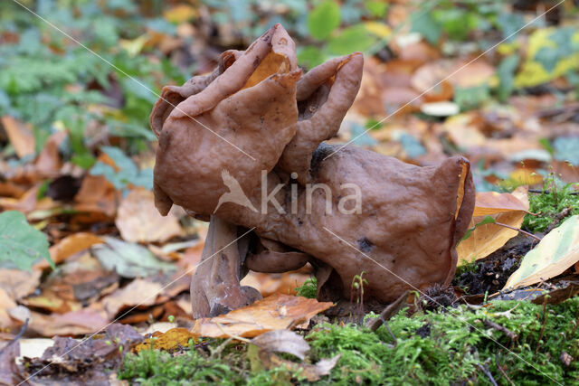 Bisschopsmuts (Gyromitra infula)