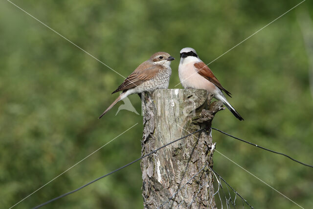 Grauwe Klauwier (Lanius collurio)