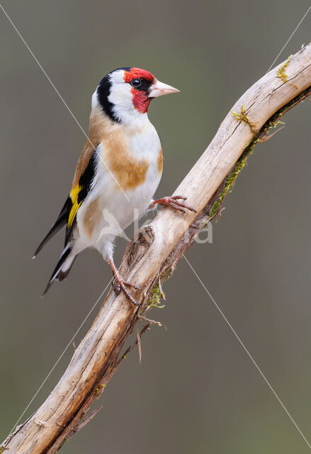 European Goldfinch (Carduelis carduelis)