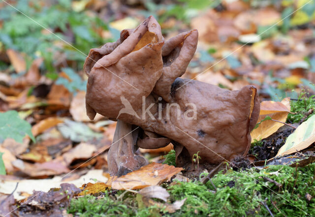 Bisschopsmuts (Gyromitra infula)