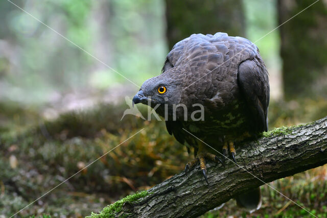 Honey Buzzard (Pernis apivorus)