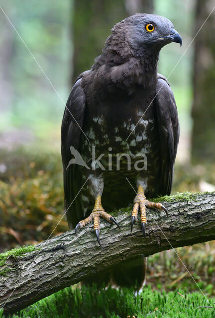 Honey Buzzard (Pernis apivorus)