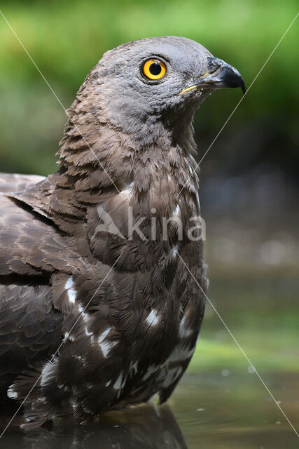 Honey Buzzard (Pernis apivorus)
