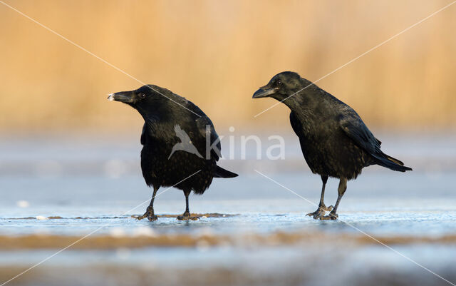 Zwarte Kraai (Corvus corone)