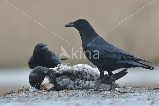 Zwarte Kraai (Corvus corone)