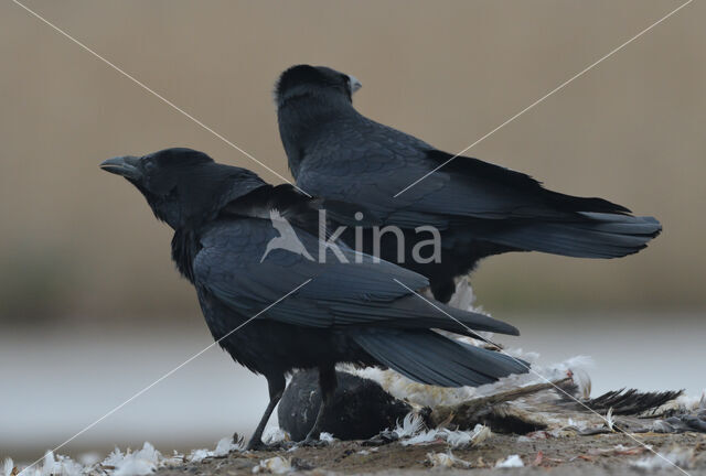 Carrion Crow (Corvus corone)