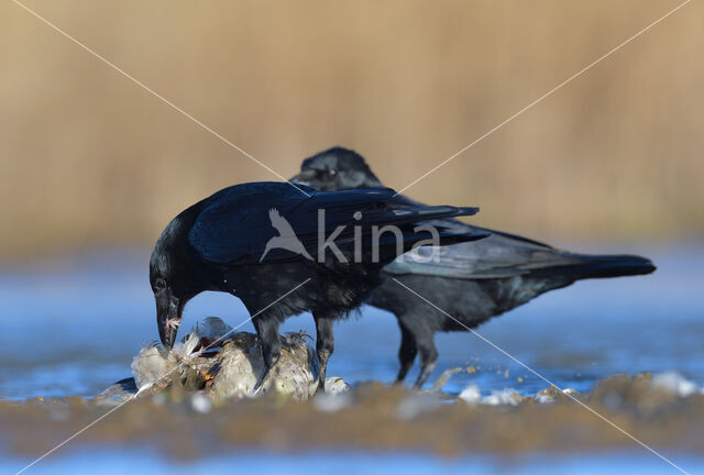 Zwarte Kraai (Corvus corone)