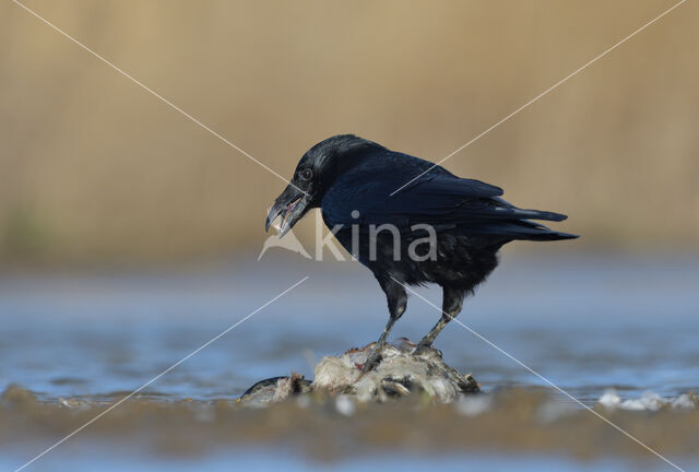 Zwarte Kraai (Corvus corone)