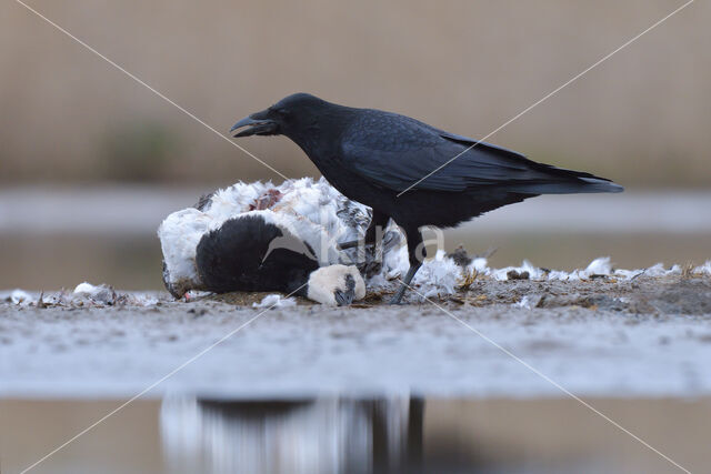 Zwarte Kraai (Corvus corone)