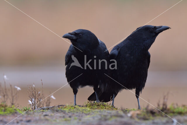 Zwarte Kraai (Corvus corone)