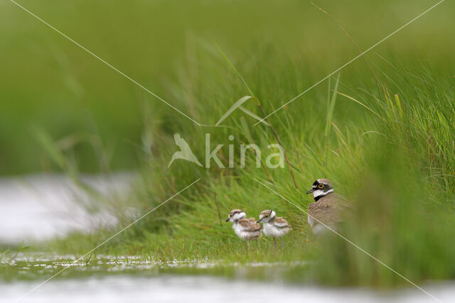 Kleine Plevier (Charadrius dubius)