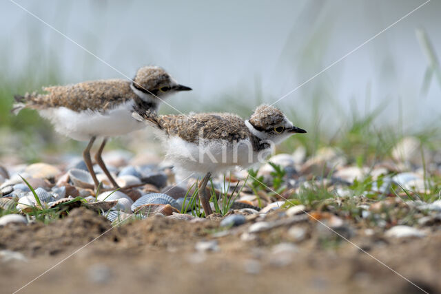 Kleine Plevier (Charadrius dubius)