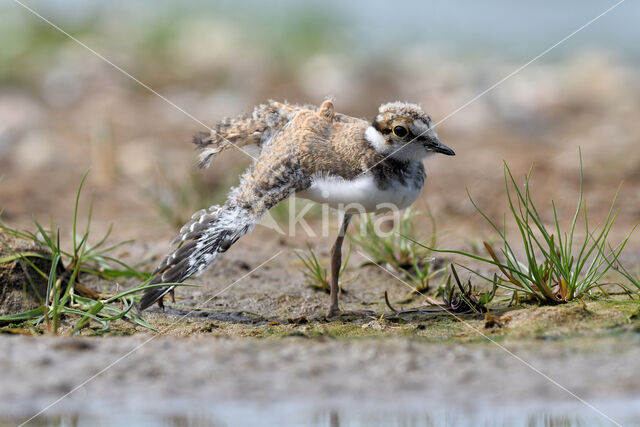 Kleine Plevier (Charadrius dubius)