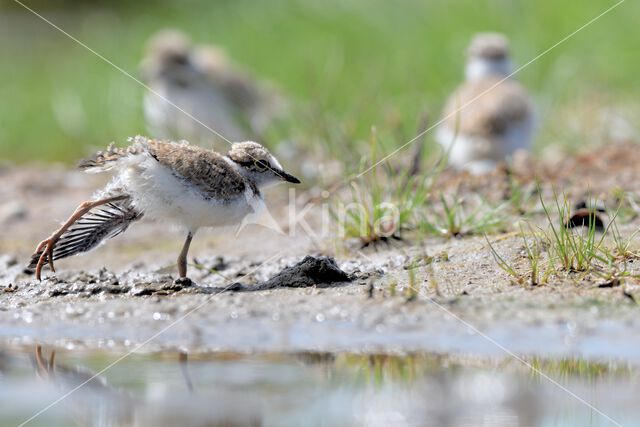 Kleine Plevier (Charadrius dubius)