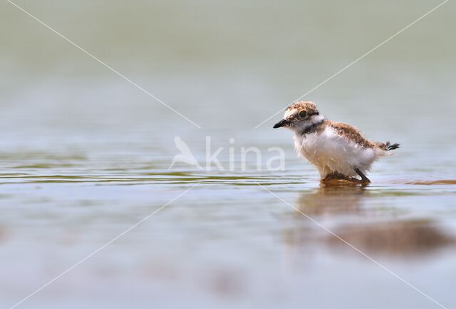 Kleine Plevier (Charadrius dubius)