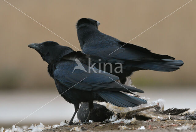 Zwarte Kraai (Corvus corone)