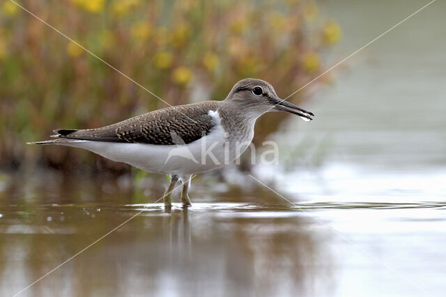 Common Sandpiper (Actitis hypoleucos)