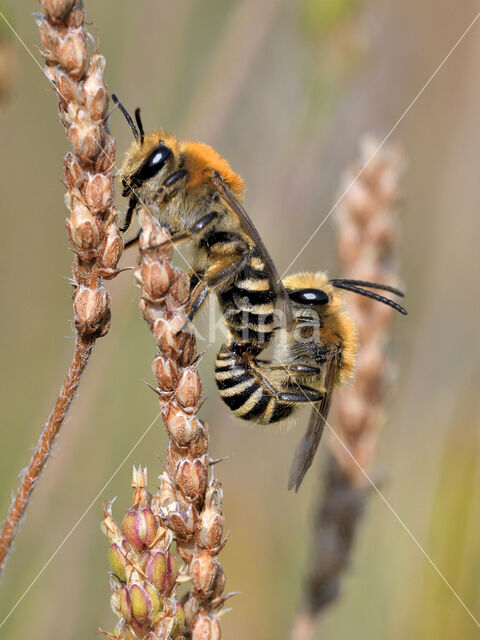 Schorzijdebij (Colletes halophilus)